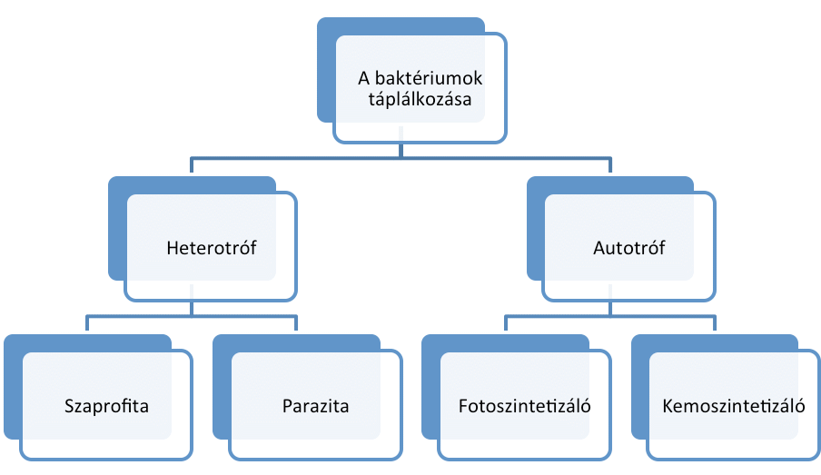 prokarióták paraziták