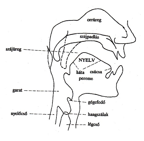 A Hangképző Szervek Szerepei Rajz