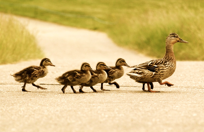 Mumma duck leading the family. Nikon D1x file