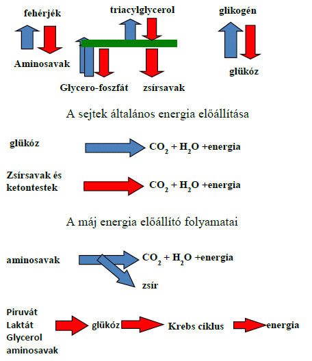 teljes glikogén tárolja a zsírvesztést