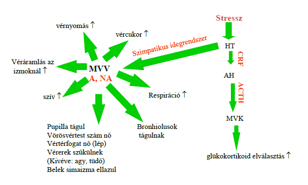 magnézium-kiegészítő a szív egészségéért fokhagyma szív egészségügyi előnyei