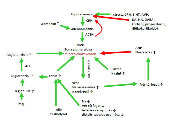 renin és magas vérnyomás