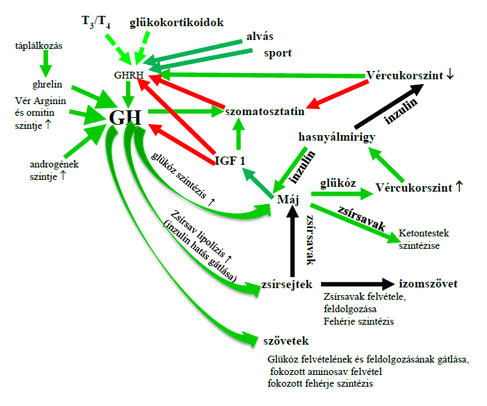 növekedési hormon hatása a visszérre