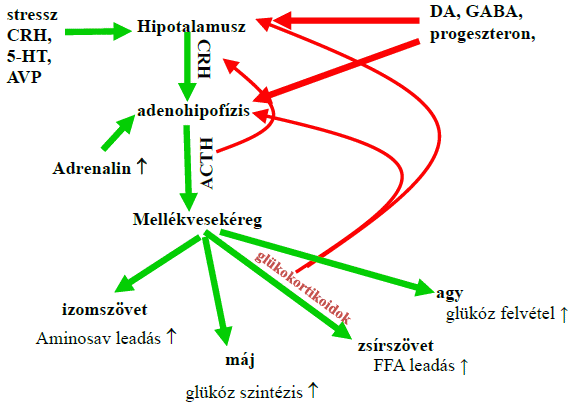 Magas vérnyomás és Cushing-szindróma