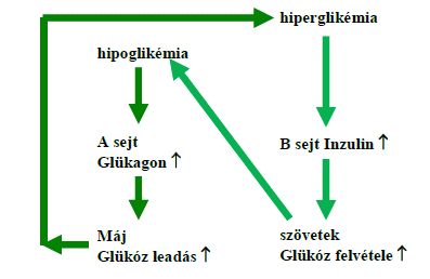 gyulladás hatása a vércukorszintre