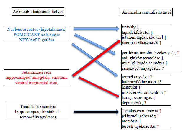 inzulin hatása