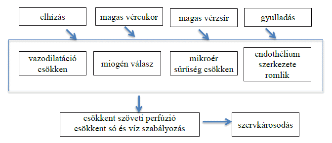 endothelium magas vérnyomásban)