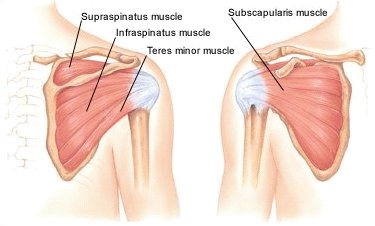 a mellkasi régió osteochondrosisa hosszan tartó fájdalom a térdízületben