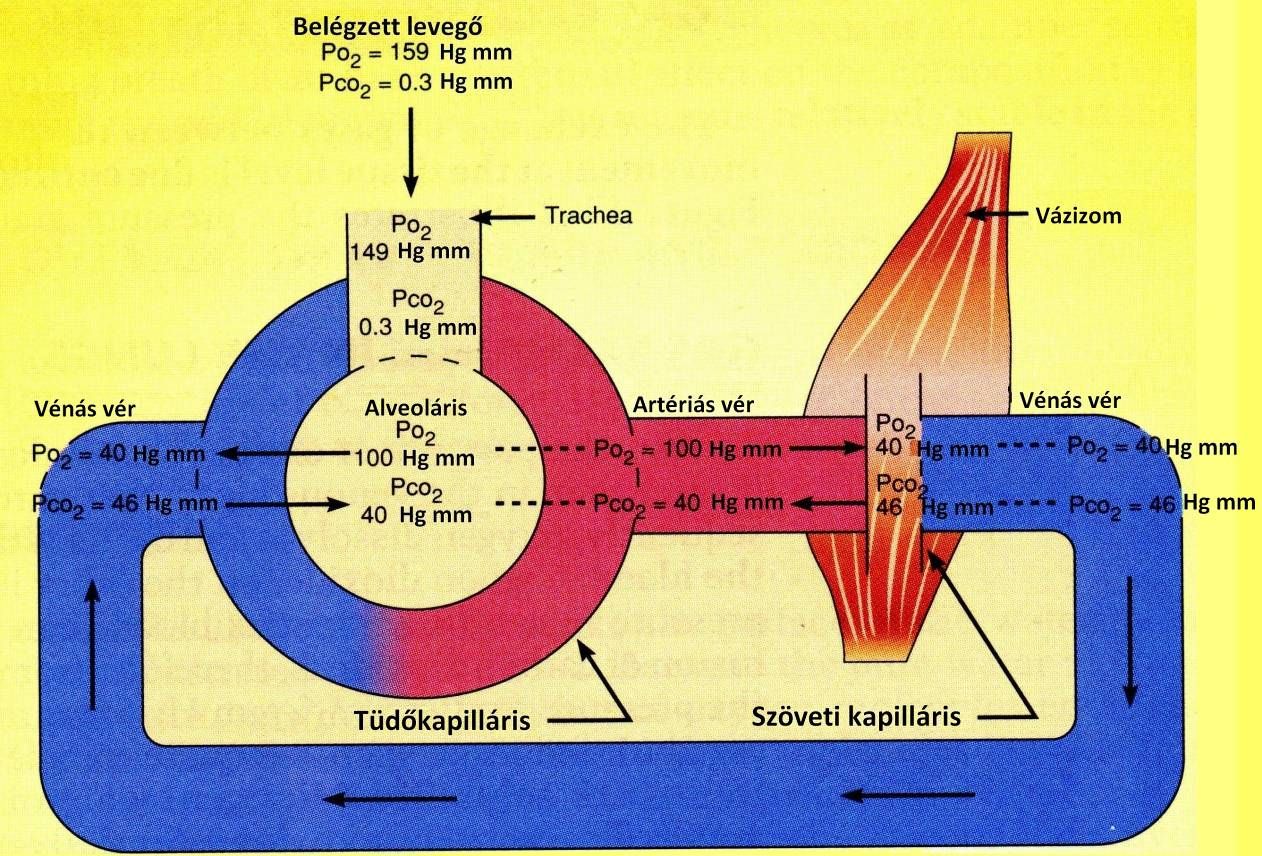 szén-dioxid a vér hipertóniájában magnézium intramuszkulárisan magas vérnyomás esetén