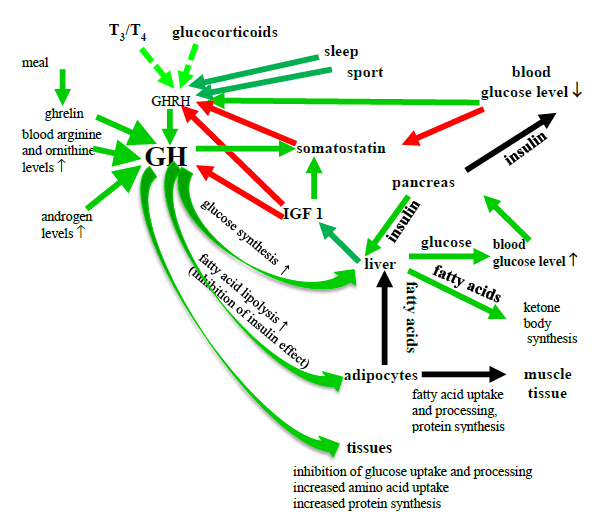 iii-3-e-the-effect-of-the-growth-hormone-on-the-blood-glucose-level-csaba-varga-phd-anik