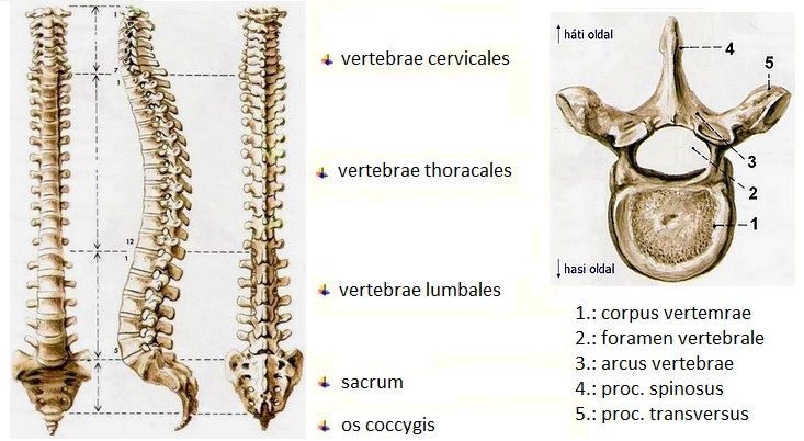 A gerinc anatómiája