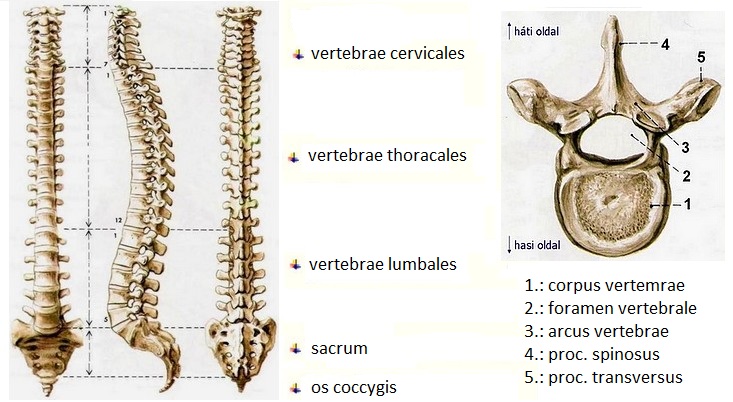a gerinc és a visszér görbülete