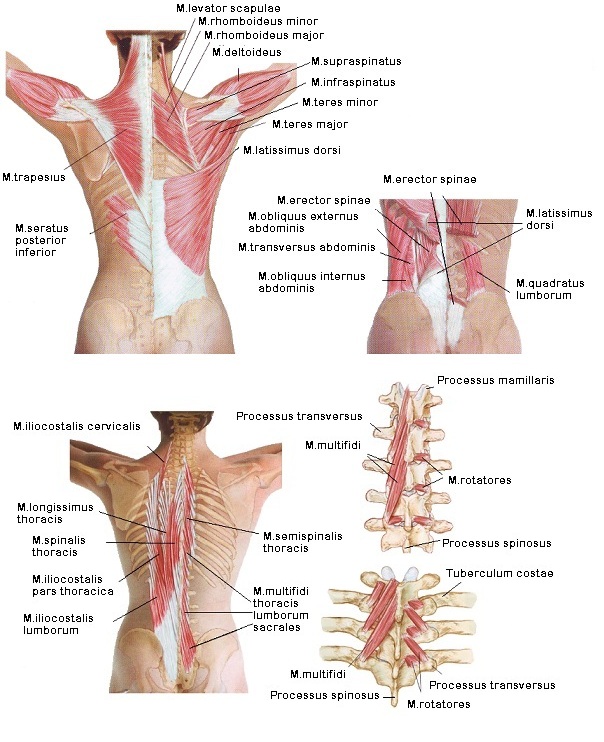 fájó hátfájás a jobb oldalon osteochondrosis felnőtteknél