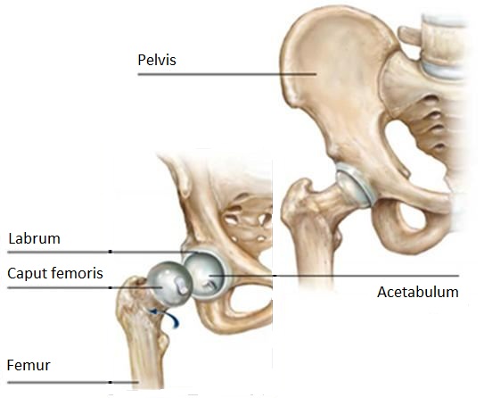 a legjobb krém az osteochondrosishoz