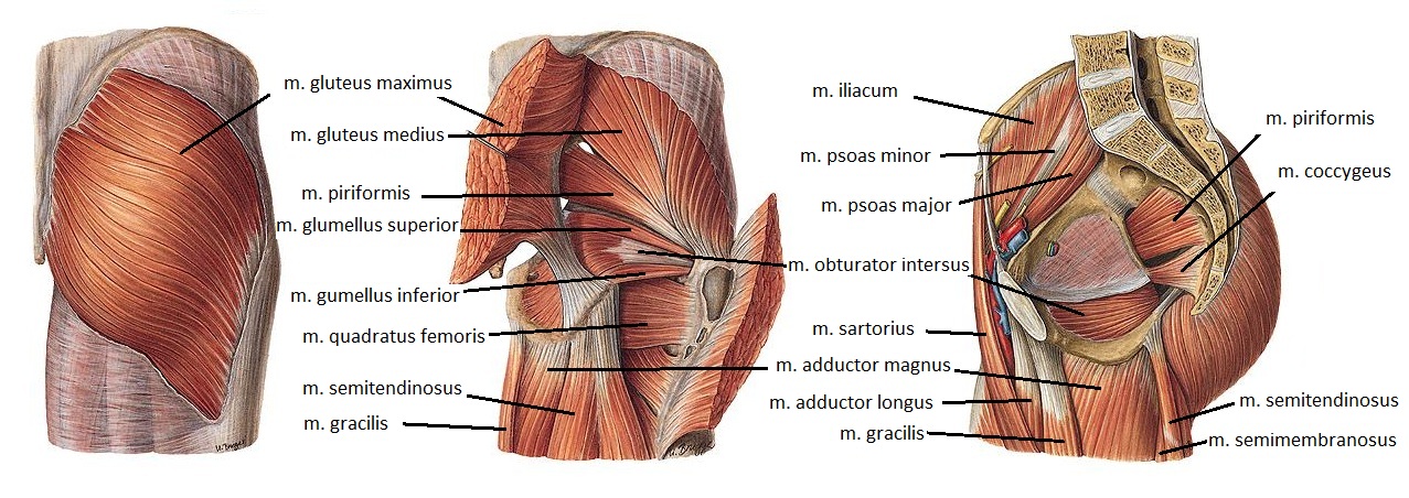 csípőízületi csípőízület