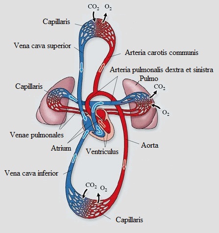 hipertrófia magas vérnyomás tachycardia