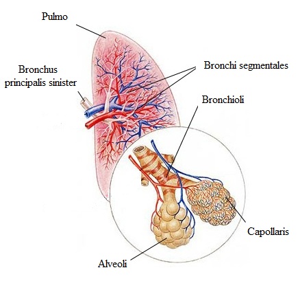 Pulmonális artériás hipertónia